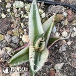 Agave Matador Variegated - Image 2