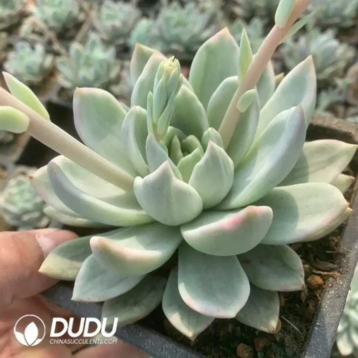 Echeveria Champange Variegated - Image 2