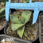 Agave titanota Blue Whale White Marginata Variegated - Image 2