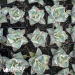 Agave Victoriae-reginae - Image 2