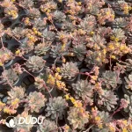 Echeveria Moon Godness Variegated - Image 2