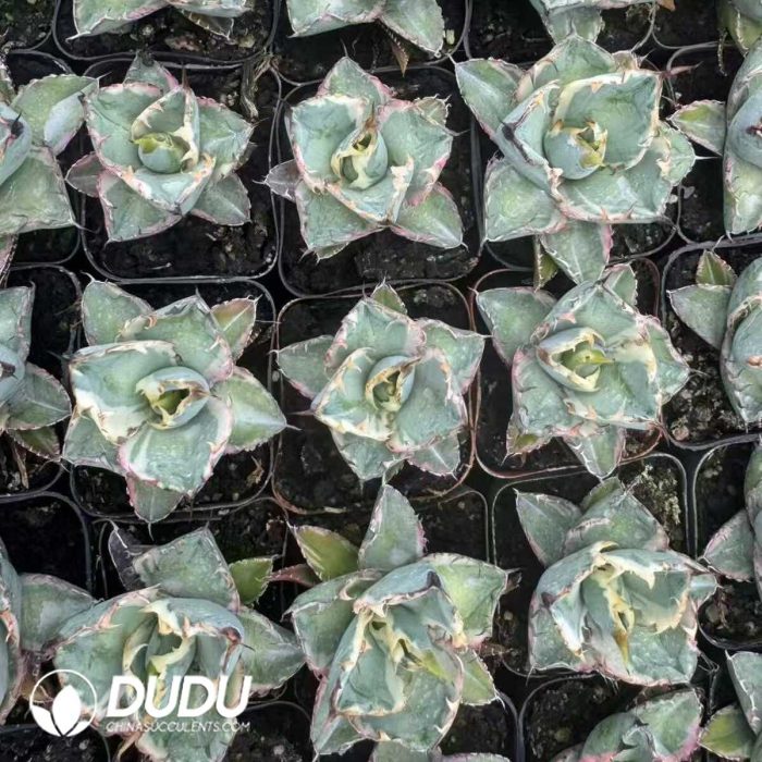 Agave Victoriae-reginae - Image 2