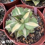 Agave titanota White Rhino - Image 2