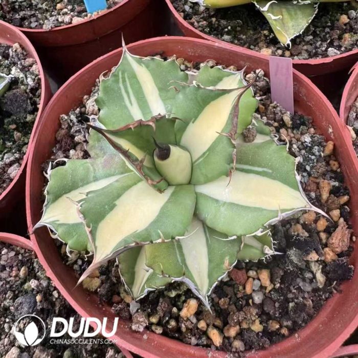 Agave titanota White Rhino - Image 2