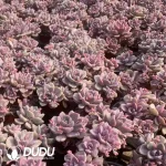 Graptoveria Mrs Richards/Gypsy Variegated Clustering (Not responsible for broken branches) - Image 2