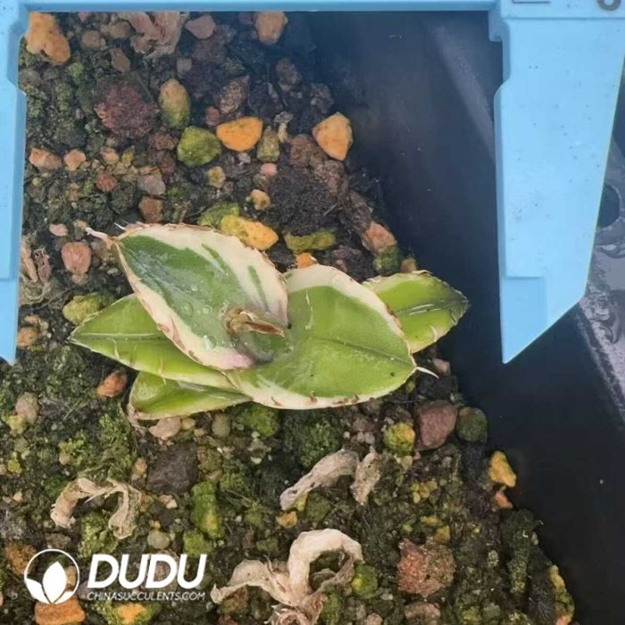 Agave Helios mediopicta alba - Image 2