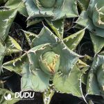 Agave Totoro - Image 2