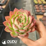 Presell-Echeveria Flowery - Image 2