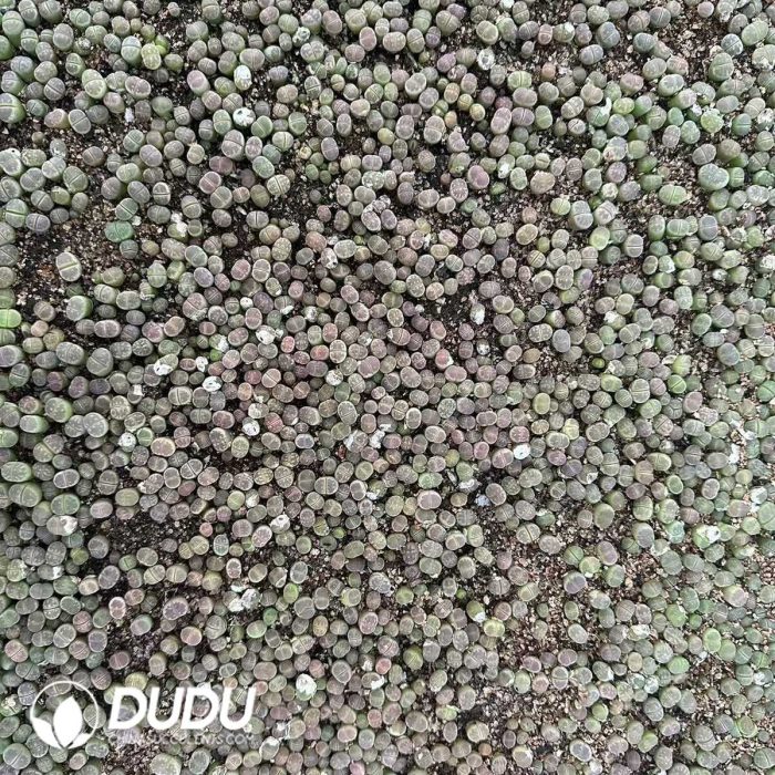 600-900pcs Lithops Golf - Image 2