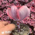 Echeveria Blue Rose Variegated - Image 2