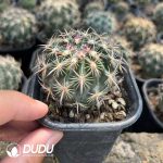 Cactus-Echinomastus unguispinus v.laui - Image 2