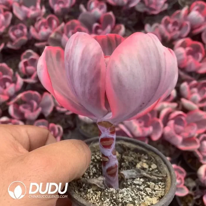 Echeveria Blue Rose Variegated - Image 2