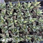 Agave Pearl mediopicta alba - Image 2