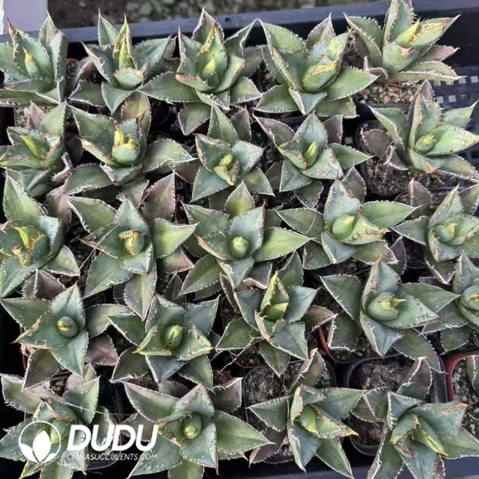 Agave Pearl mediopicta alba - Image 2