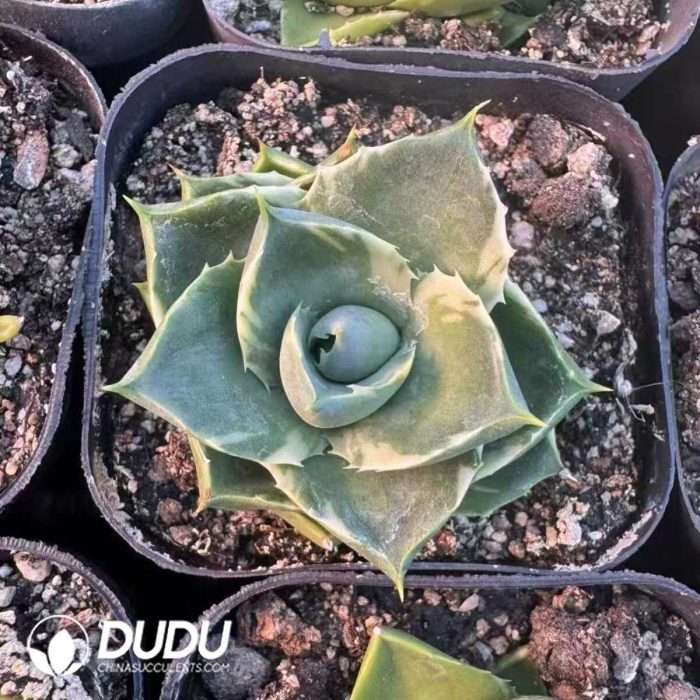 Agave White Hao Ci - Image 2