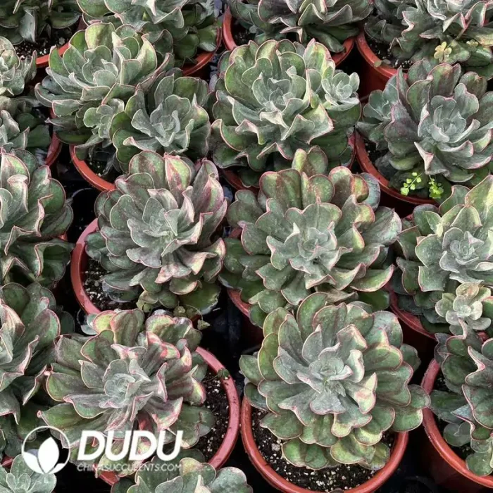 Echeveria Beef Roll - Image 2