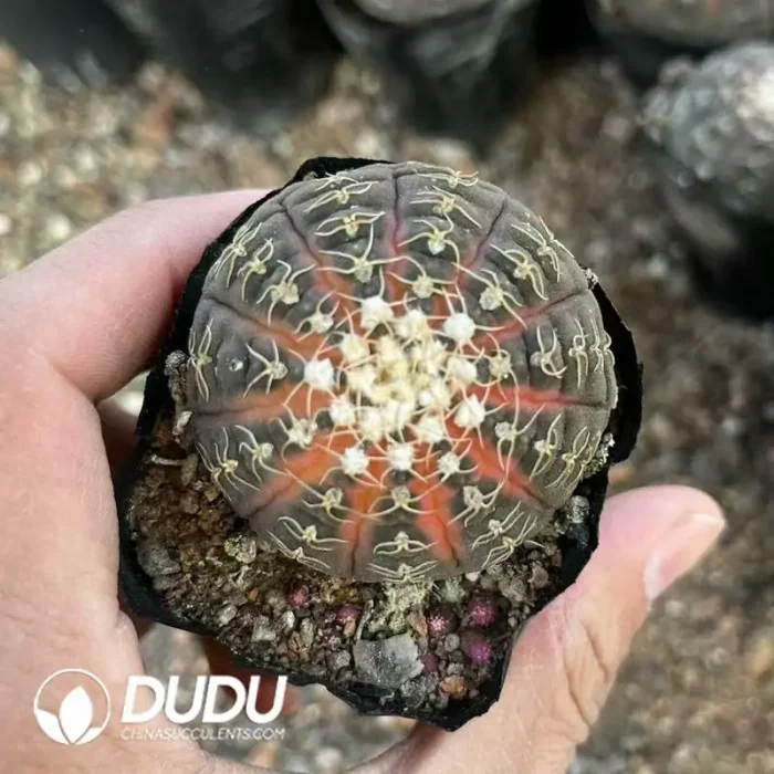 Gymnocalycium- Ragonesei(Chemical variegated) - Image 2