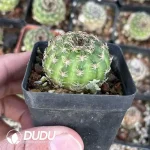 Presell-Lobivia Yangsheng - Image 2