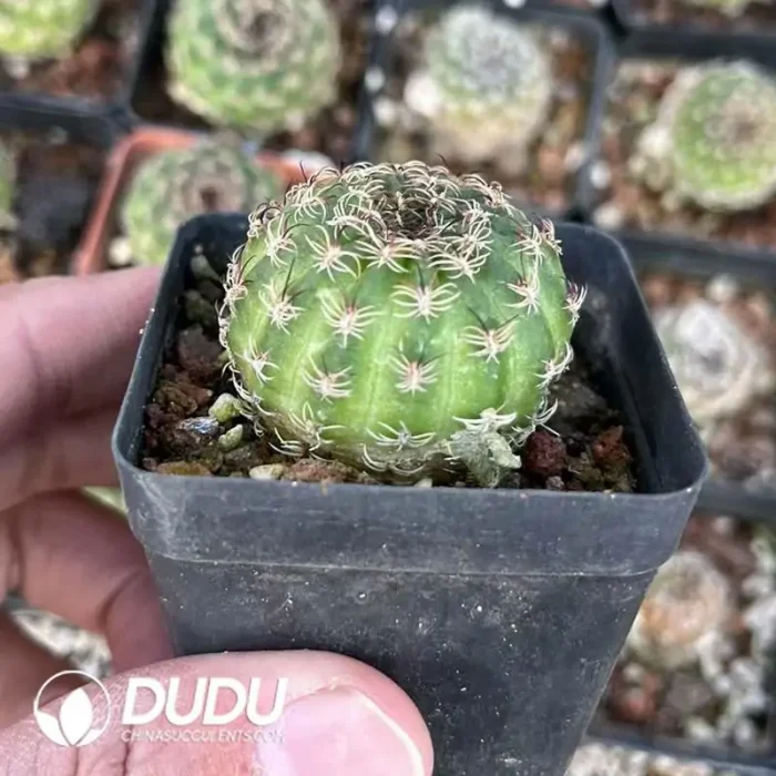 Presell-Lobivia Yangsheng - Image 2