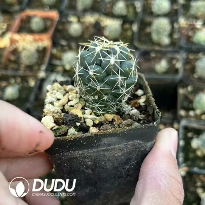 Presell-Coryphantha Elephantidens Lem - Image 2