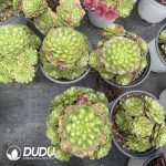 Aeonium Zhifou Clustering - Image 2