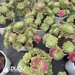 Agave Ji Ren Variagated - Image 2