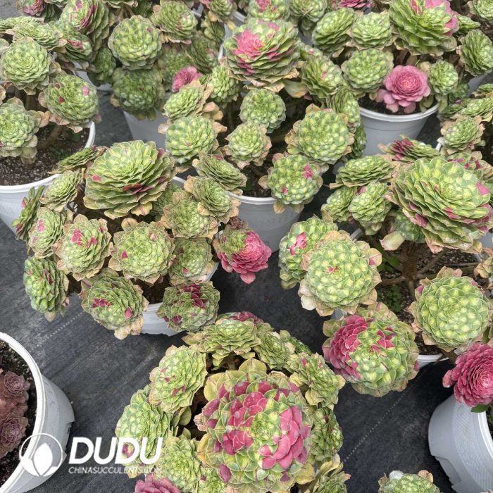 Agave Ji Ren Variagated - Image 2