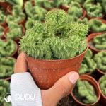 Whitesloanea crassa - Image 2