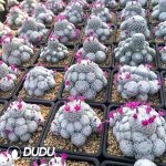 Mammillaria Huge humboldtii Ehrenb Clustering - Image 2