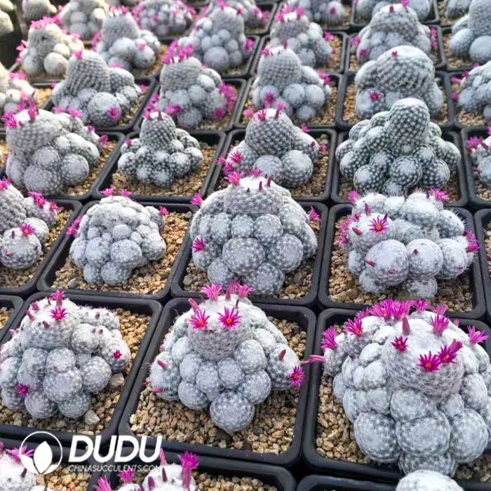 Mammillaria Huge humboldtii Ehrenb Clustering - Image 2