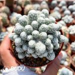 Cactus-Dolichothele longimamma Cristata Variegated(Grafted) - Image 2