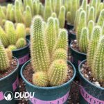 Cactus-Cleistocactus icosagonus Clustering - Image 2