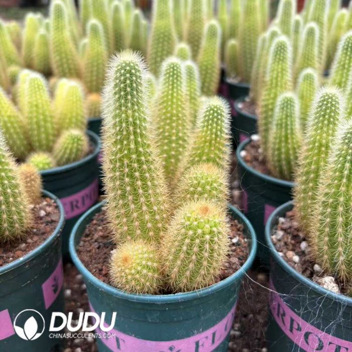 Cactus-Cleistocactus icosagonus Clustering - Image 2