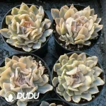 Echeveria Riviera/Echeveria Liberia Variegated - Image 2