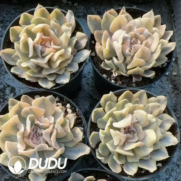 Echeveria Riviera/Echeveria Liberia Variegated - Image 2