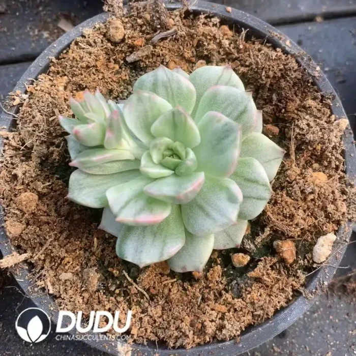 Echeveria Olivia Variegated - Image 2