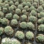 Echeveria Little Red Eggs Variegated - Image 2