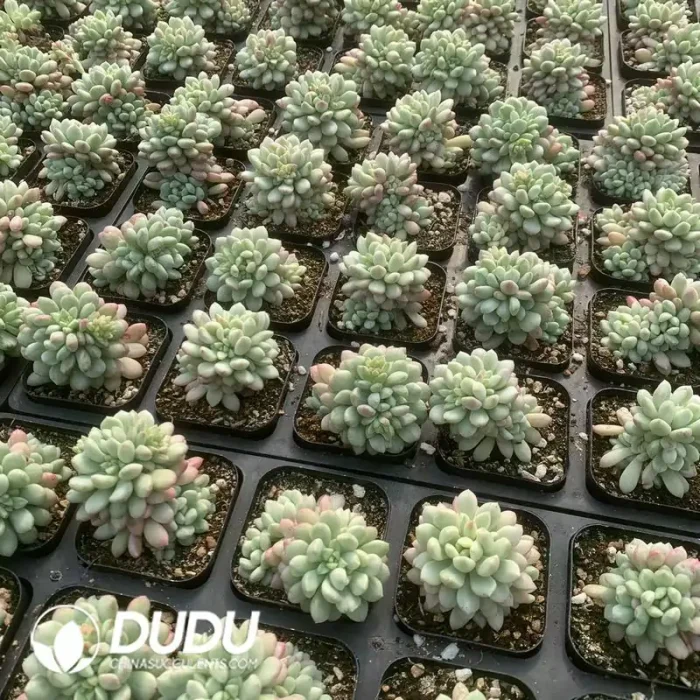 Echeveria Little Red Eggs Variegated - Image 2