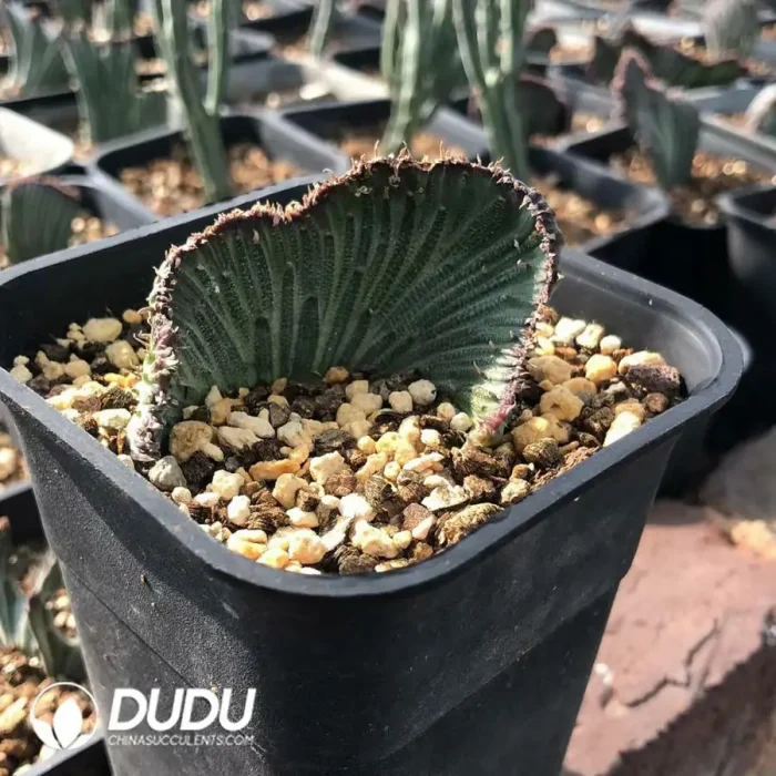 Senecio kleinia Cristata - Image 2