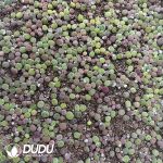 Cactus-Gymnocalycium spegazzinii - Image 2