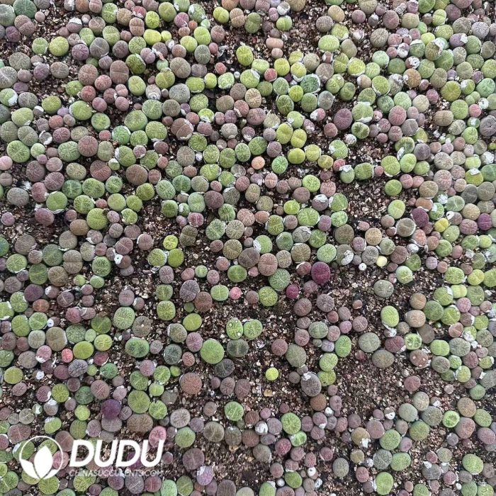 Cactus-Gymnocalycium spegazzinii - Image 2