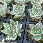 Echeveria Aike Soul Varigated - Image 2