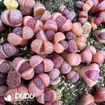 Lithops Karasmontana ssp. Eberlanzii 'Purper' - Image 2