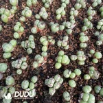 Lithops Dragon Princess 3 Heads Cluster - Image 2