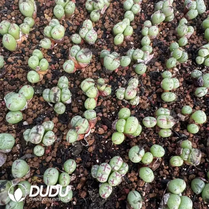 Conophytum Dragon Princess Clustering 4 Heads - Image 2