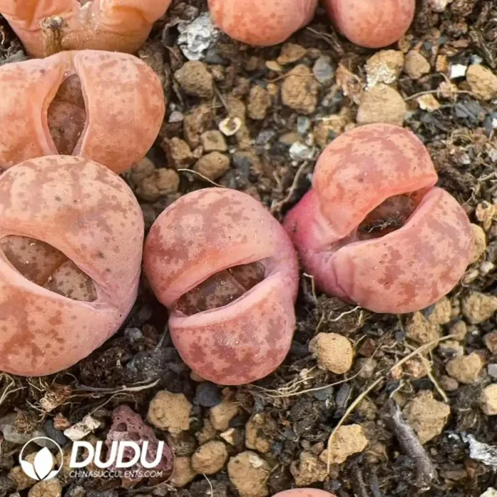 Lithops coleorum C396 Double Head - Image 2