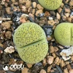 Lithops Green leopard print - Image 2