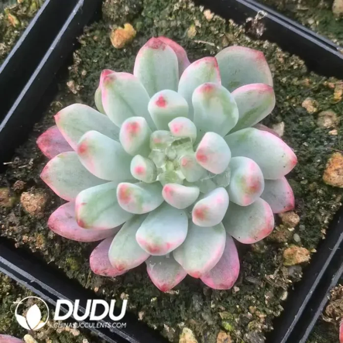 Echeveria Blue Apple Variegated - Image 2