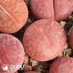 Lithops Wine Red Lingyao - Image 2