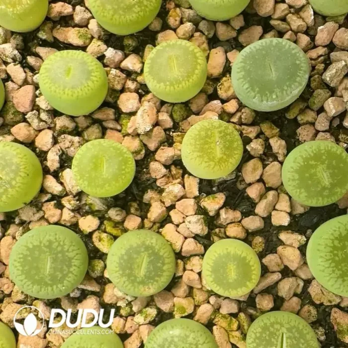 lithops Aucampaie Bellakitty - Image 2